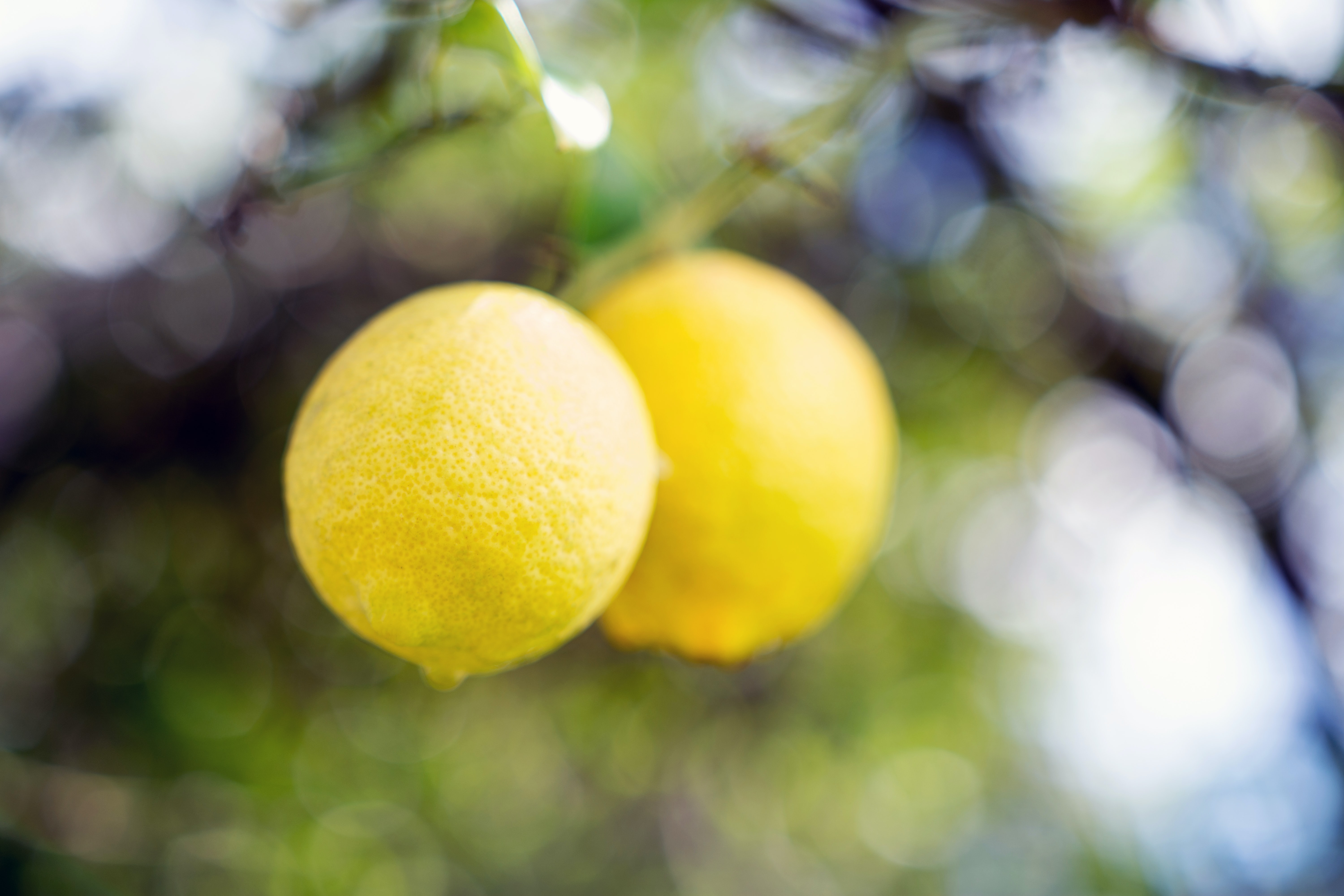 lemon_3